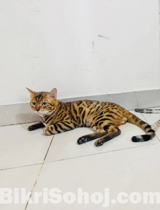 Bengal Brown [Adult]